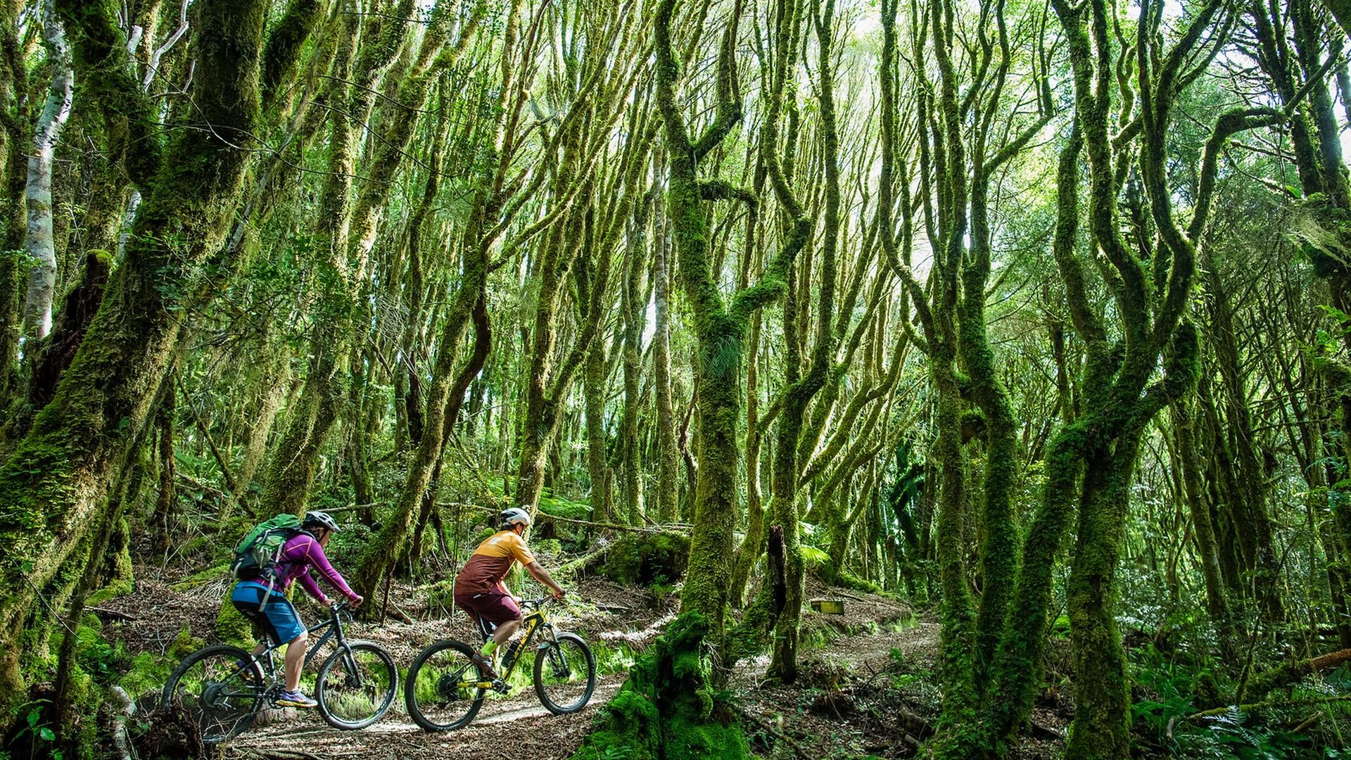 Couple cycling through the pureora forest on the timber trail - visit ruapehu.jpg